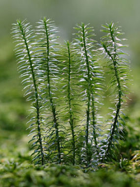 Widłak jałowcowaty (Lycopodium annotinum). Fot. Miika Silfverberg. Źródło: Commons Wikimedia