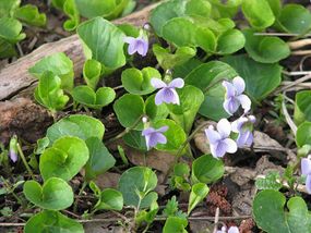 Viola epipsila – fiołek torfowy. Fot. Borealis55. Źródło: Wikipedia [14.07.2014]